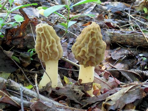 5 Easy-To-Identify Edible Mushrooms For The Beginning Mushroom Hunter | Wild Foodism