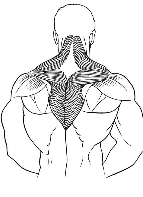 Muscles Drawing at GetDrawings | Free download