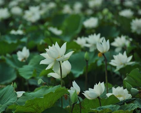 White Lotus Flower Meanings And Symbolism - Greenplantpro