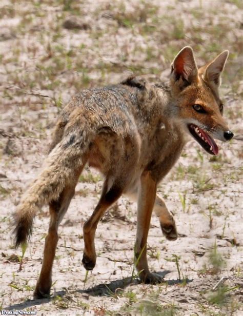 Paraguay - Pampas Fox. | Pet fox, National animal, Adorable kitten