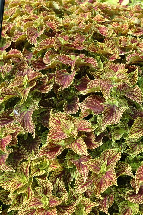 Coleus 'Coleosaurus' - FlameProof Winner 2014