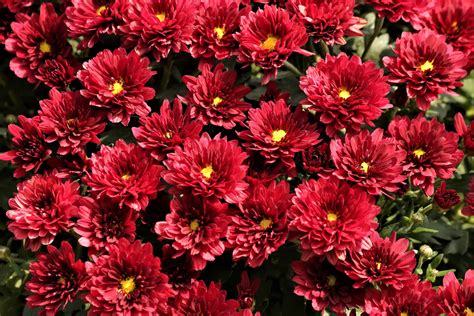 Red Chrysanthemum Flowers Free Stock Photo - Public Domain Pictures