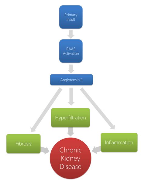 Chronic renal failure pathophysiology - wikidoc