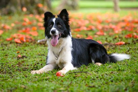 Border Collie Colors: A Guide To All The Colors And Markings