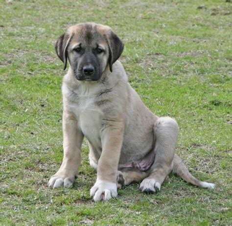 Anatolian Shepherd Dog Info, History, Temperament, Training, Puppy ...