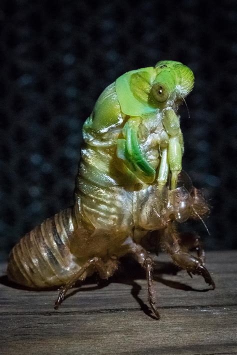 Time lapse: watch an entrancing video of a cicada shedding its crunchy ...