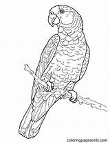 25 Free Parrot Coloring Pages For Kids And Adults sketch template