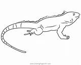 Green Basilisk Lizard Coloring Page sketch template