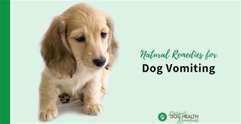 Natural Dog Vomiting Remedies