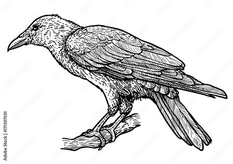 Raven illustration, drawing, engraving, ink, line art, vector Stock ...