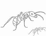 Ant Printable  Word Searches sketch template