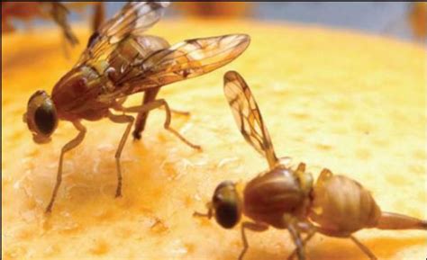 INFESTATION: Managing the invader fruit fly | Horticultural News