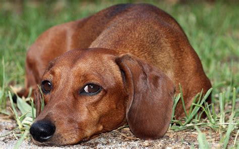 Weiner Dog Wallpaper (58+ images)