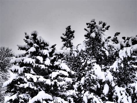 Free Images : tree, forest, branch, snow, cold, winter, black and white ...