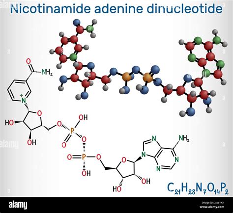 Nad Nadp Structure