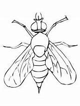 Desenhos De mosca Para colorir E Pintar sketch template