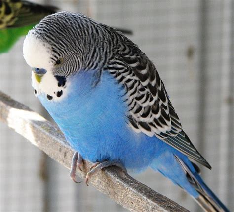 File:Blue male budgie.jpg - Wikimedia Commons