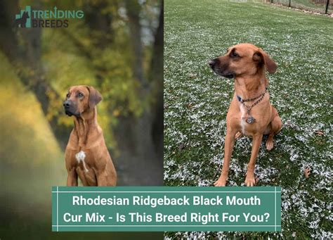 Rhodesian Ridgeback Black Mouth Cur Mix – Is This Breed Right For You ...