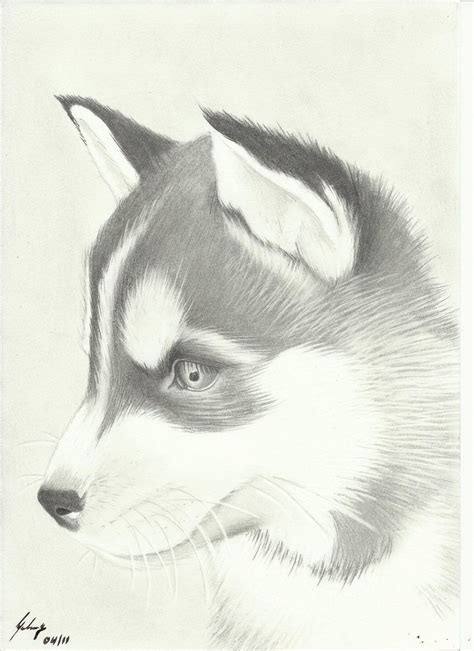 Realistic Husky Drawing