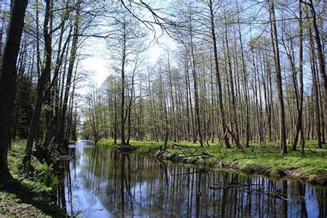 Flora De Bosque Mixto - prodesma