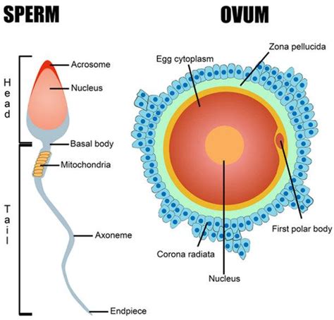 How does the fertilization process take place in the human? | Science online