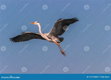 Flying Grey Heron stock image. Image of nature, wild - 112118605