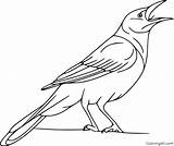 Crow Printable Coloring Pages sketch template