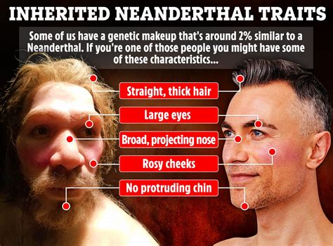 How Neanderthal are YOU? Skull bumps, long noses and fabulous hair ...