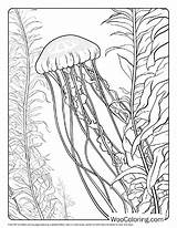 100  Jellyfish coloring Pages Free PDF To Print Woo Coloring sketch template