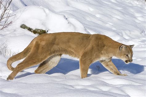 Mountain Lion Puma Concolor Hunting Photograph by Matthias Breiter ...