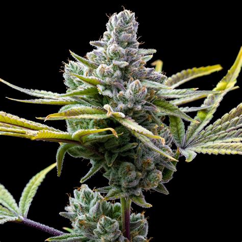 Slapz Strain Seeds | Premium Cultivars