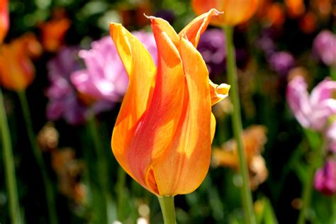 Orange Tulip Free Stock Photo - Public Domain Pictures