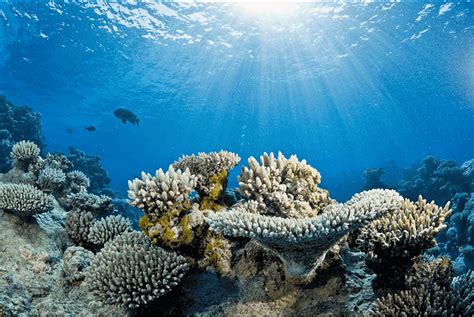 Coral Reefs Under Water, Great Barrier Reef World Ocean - Underwater Great Barrier Reef Ocean ...