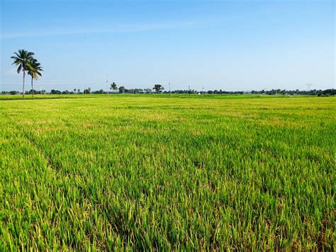 Free photo: Paddy Cultivation, Gangavati - Free Image on Pixabay - 204196