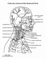 Entrelosmedanos Anatomy Coloring Pages sketch template