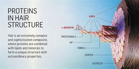 Human hair proteome profiling reveals the importance of KAPs