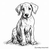 Great Dane Coloring Pages  Free & Printable sketch template