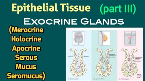 Merocrine, Apocrine, Holocrine Secretion & Serous, Mucus, Seromucus ...