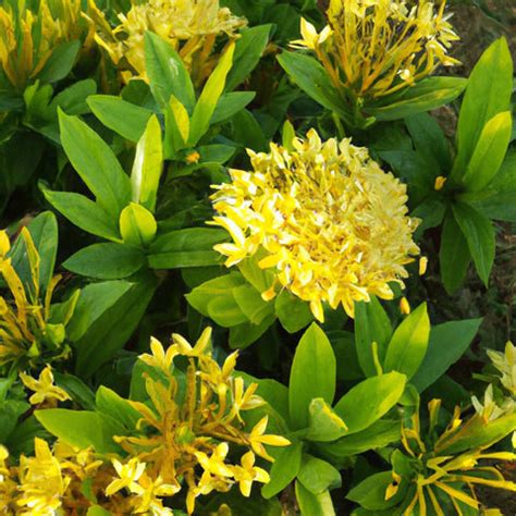 The Complete Guide to ixora plants: Introduction, Plant Biology, Growi — Kadiyam Nursery