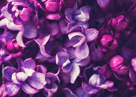 Purple lilac flowers blossom in garden, spring background Stock Photo | Adobe Stock