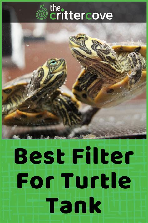 Best Filter For Turtle Tank | Turtle, Turtle tank, Turtle tank filters