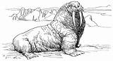 Free Walrus Coloring Pages sketch template