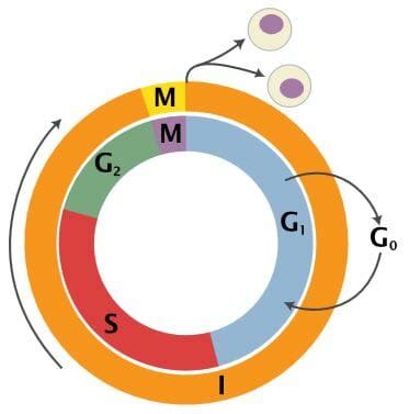 Interphase - Definition and Stages | Biology Dictionary