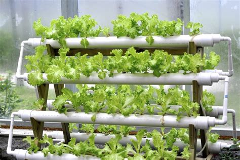 Best Indoor Hydroponic System For Herbs at Lee Ambler blog