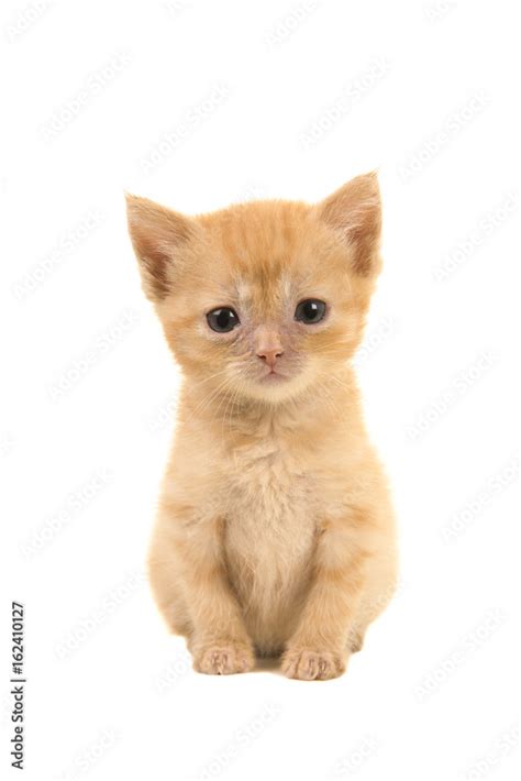 Cute sitting sad looking 4 weeks old red ginger baby cat facing the ...