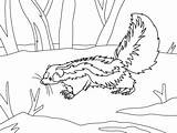 Skunk In The Forest sketch template
