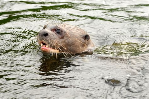 Amazon river otter 1 by wildplaces on DeviantArt