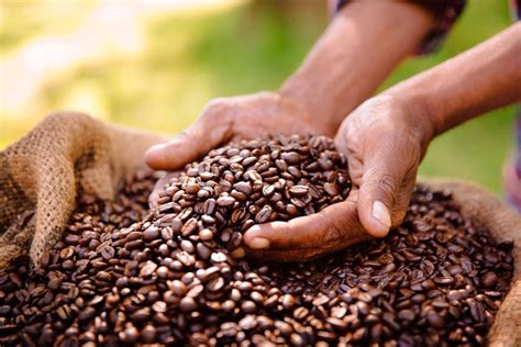 Best Coffee Beans: 10 Best Coffee Beans In The World (November 2019)