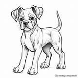 Boxer Dogs Coloring Pages  Free & Printable sketch template
