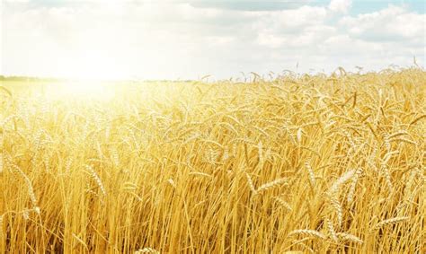 Sunset over harvest field stock photo. Image of beautiful - 83232314